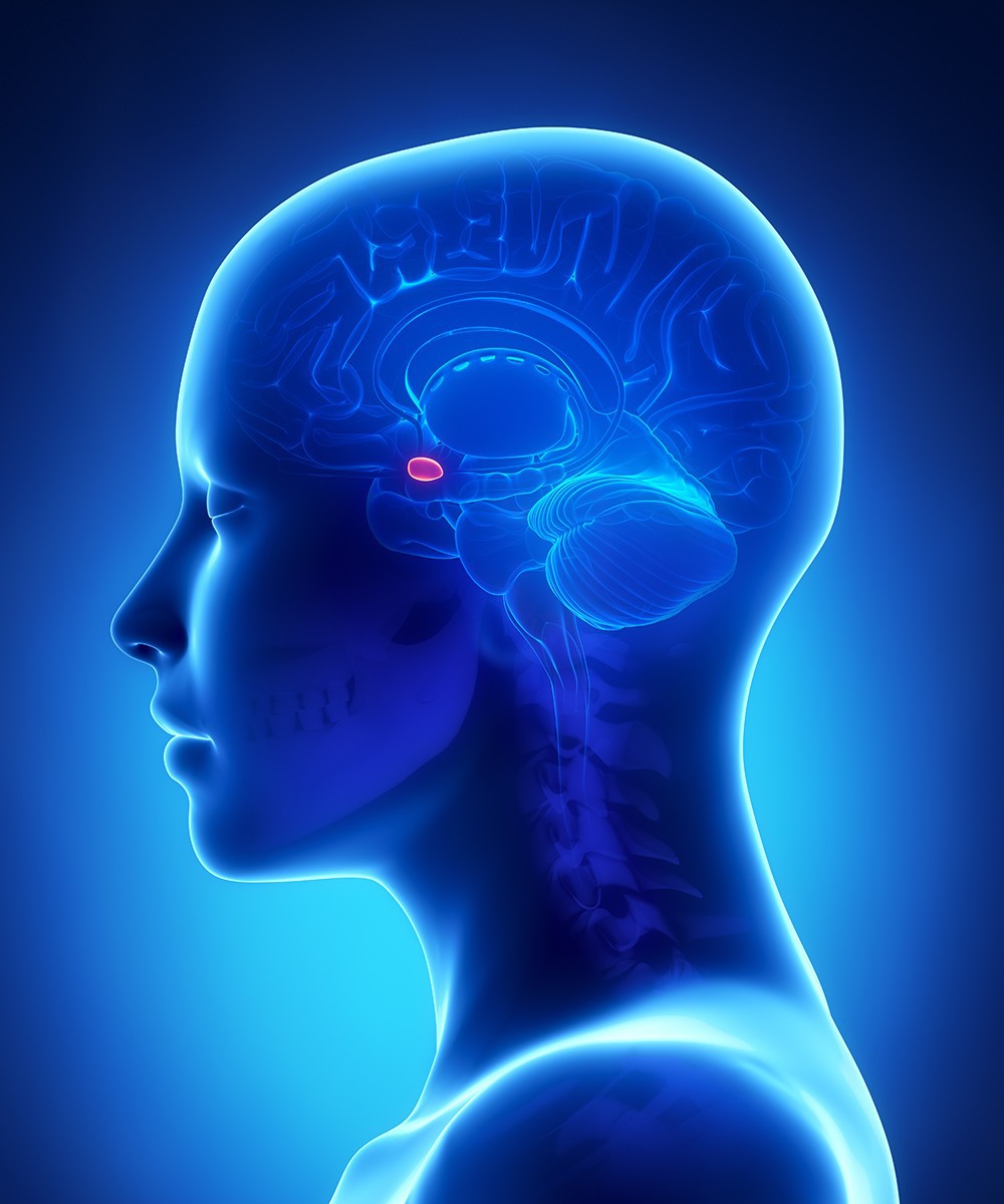 Az amigdala szerepe az Érzelmi Intelligencia fejlesztésében